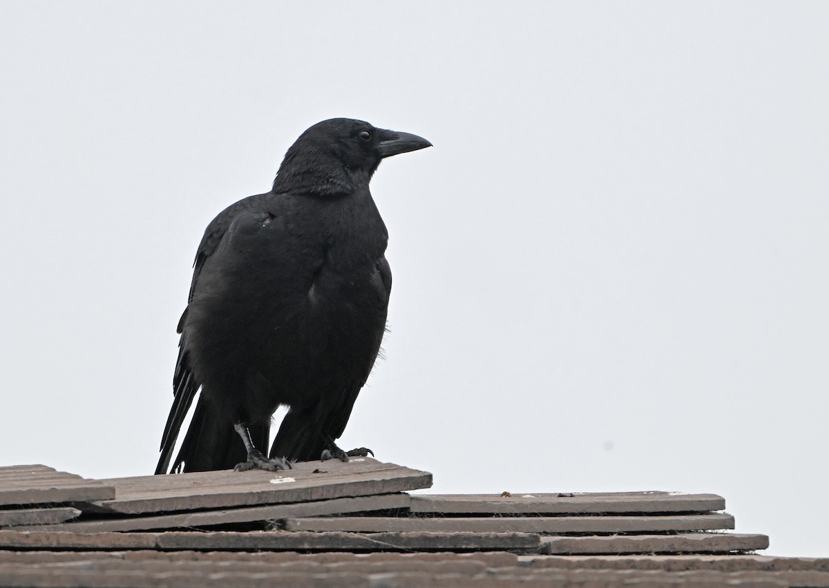 American Crow - ML620823879