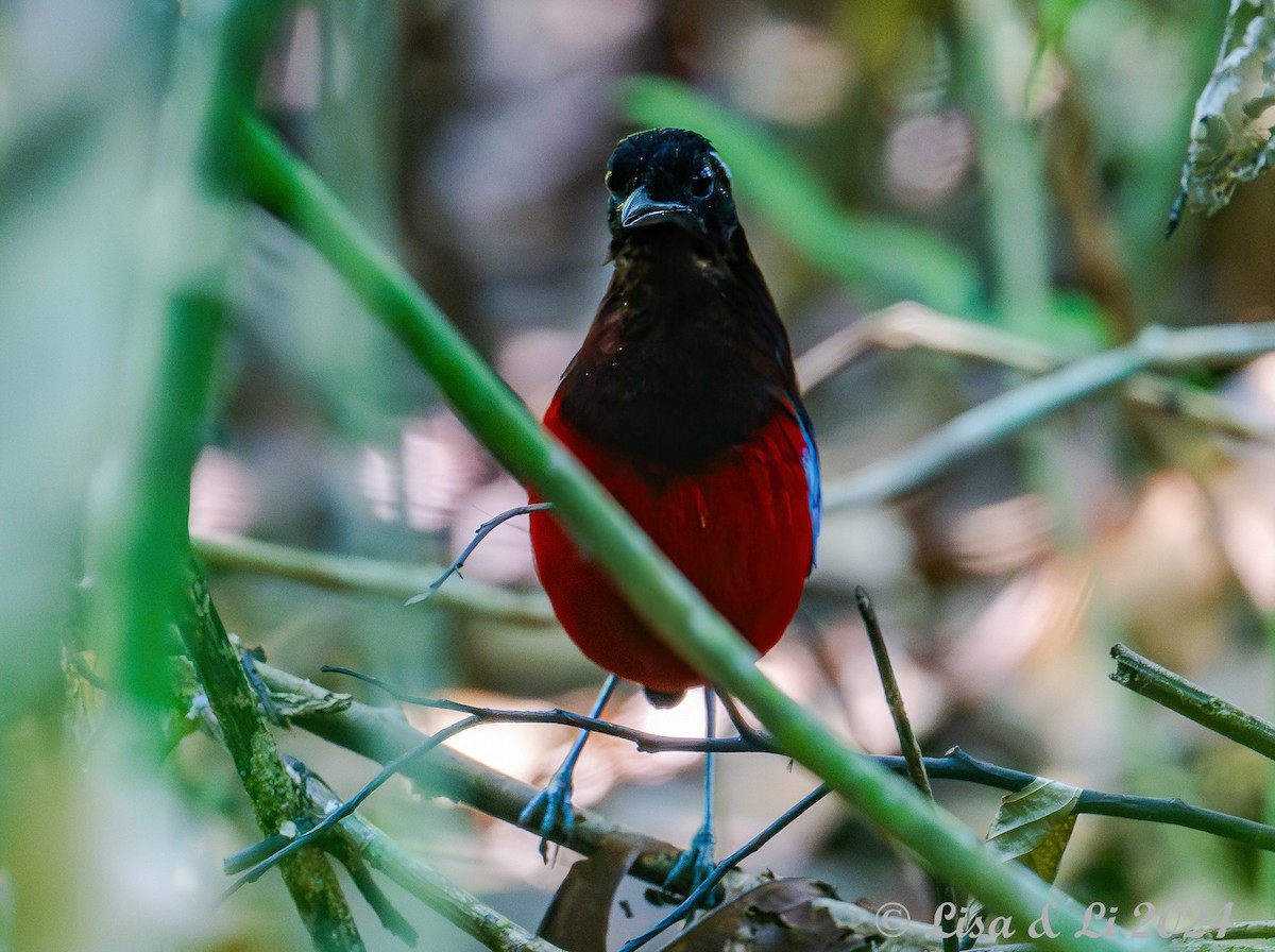 Black-crowned Pitta - ML620823889