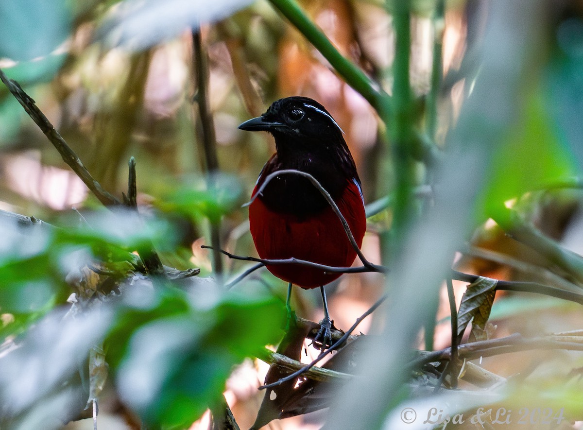 Black-crowned Pitta - ML620823890