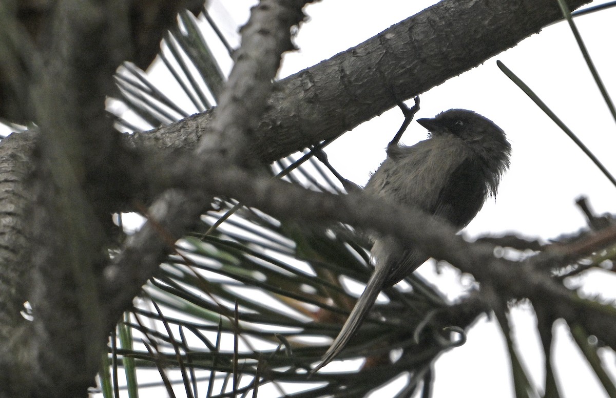 Bushtit - ML620823894