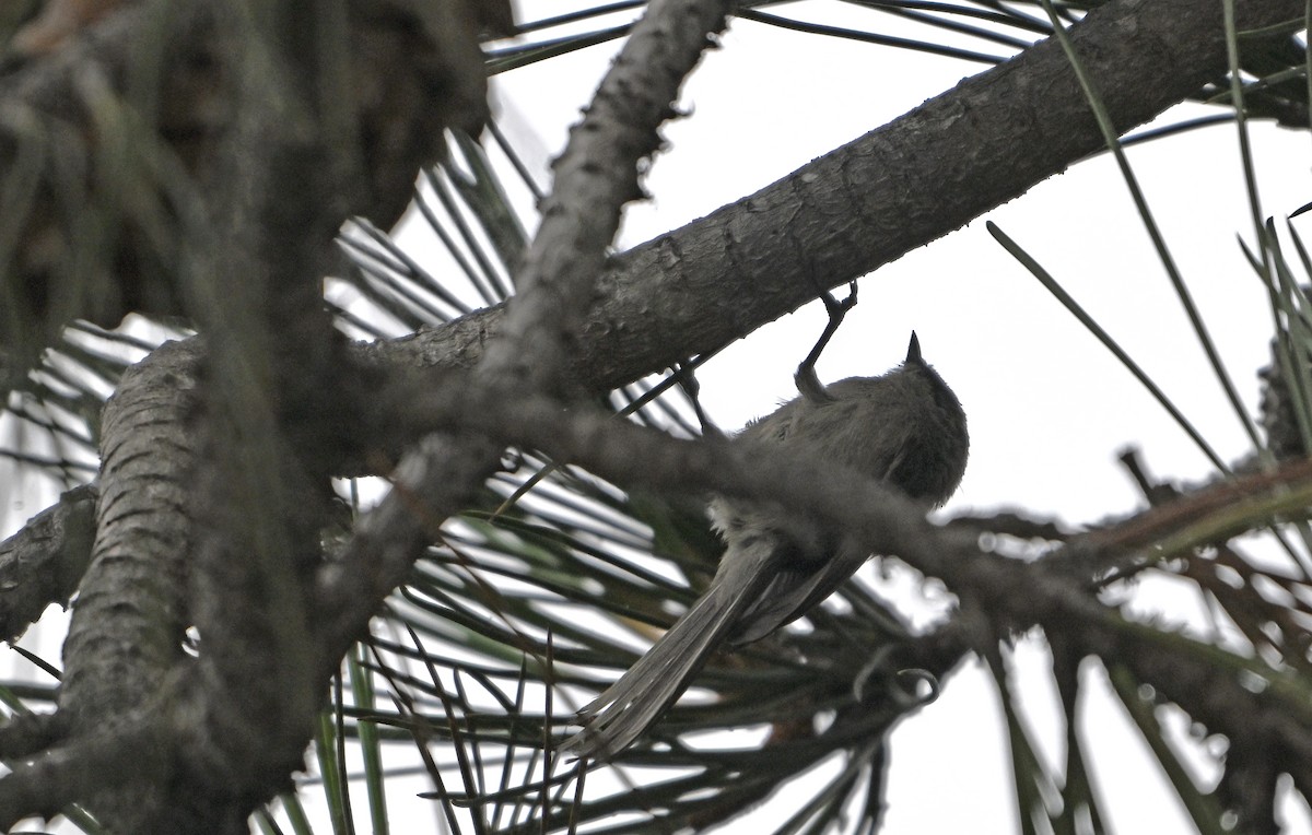 Bushtit - ML620823895