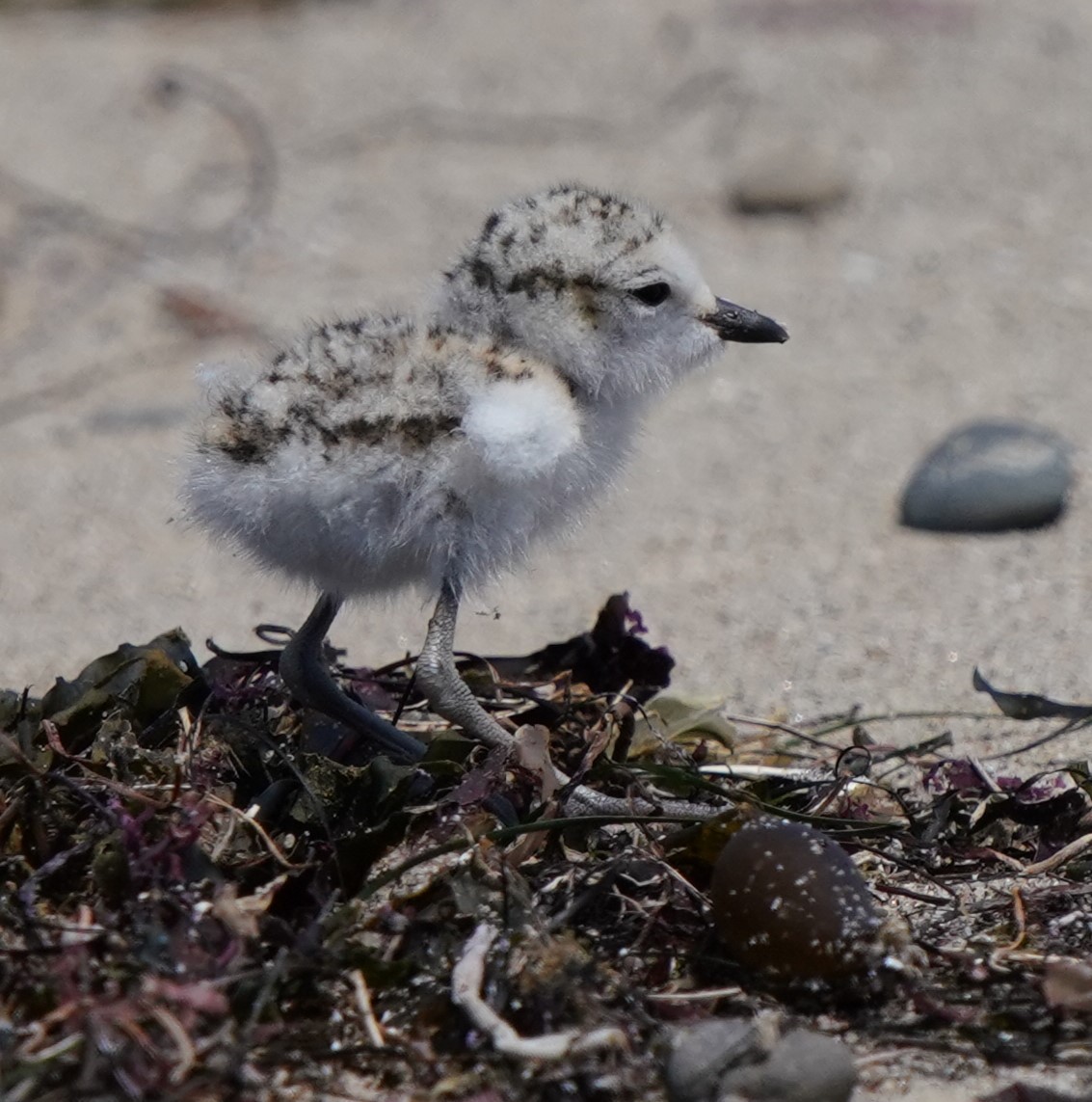 Snowy Plover - ML620823900