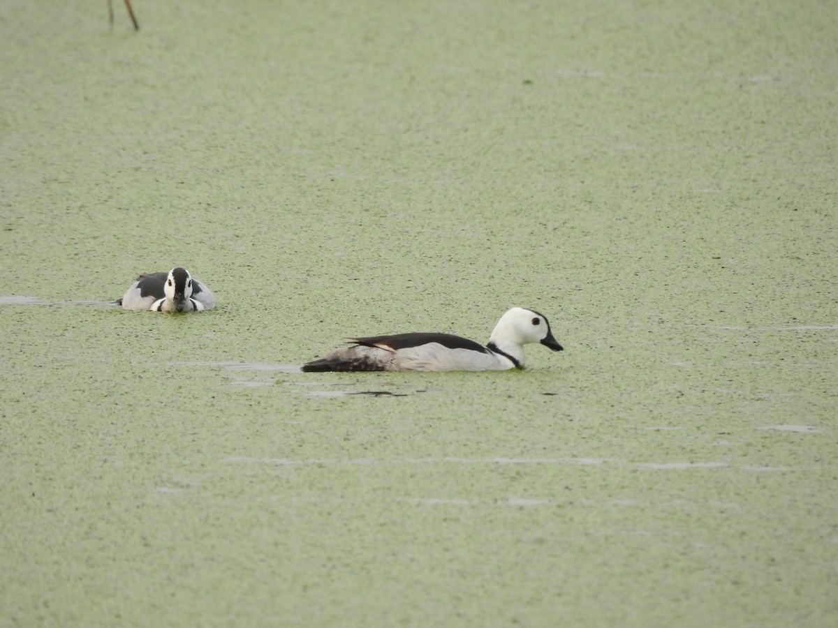 Cotton Pygmy-Goose - ML620823911