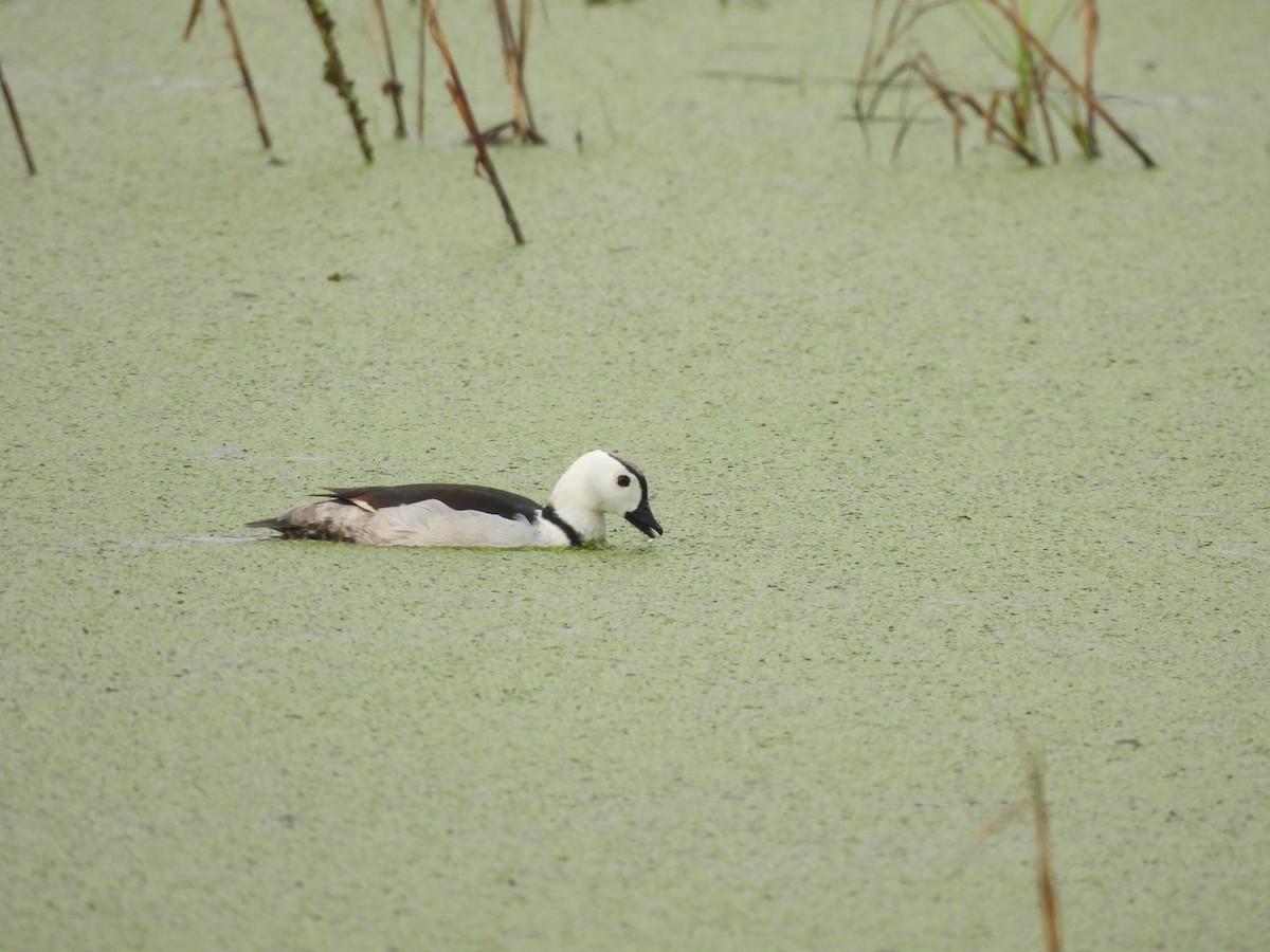 Cotton Pygmy-Goose - ML620823912