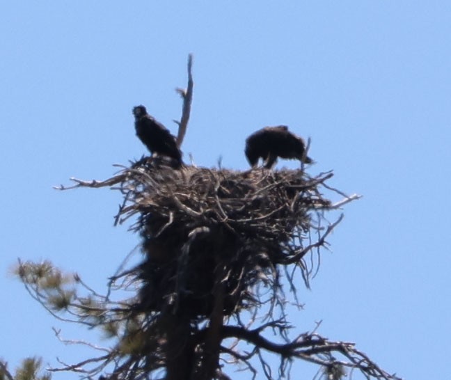 Weißkopf-Seeadler - ML620823913