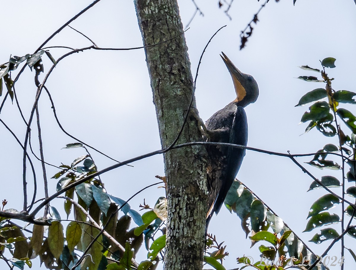 Great Slaty Woodpecker - ML620823914