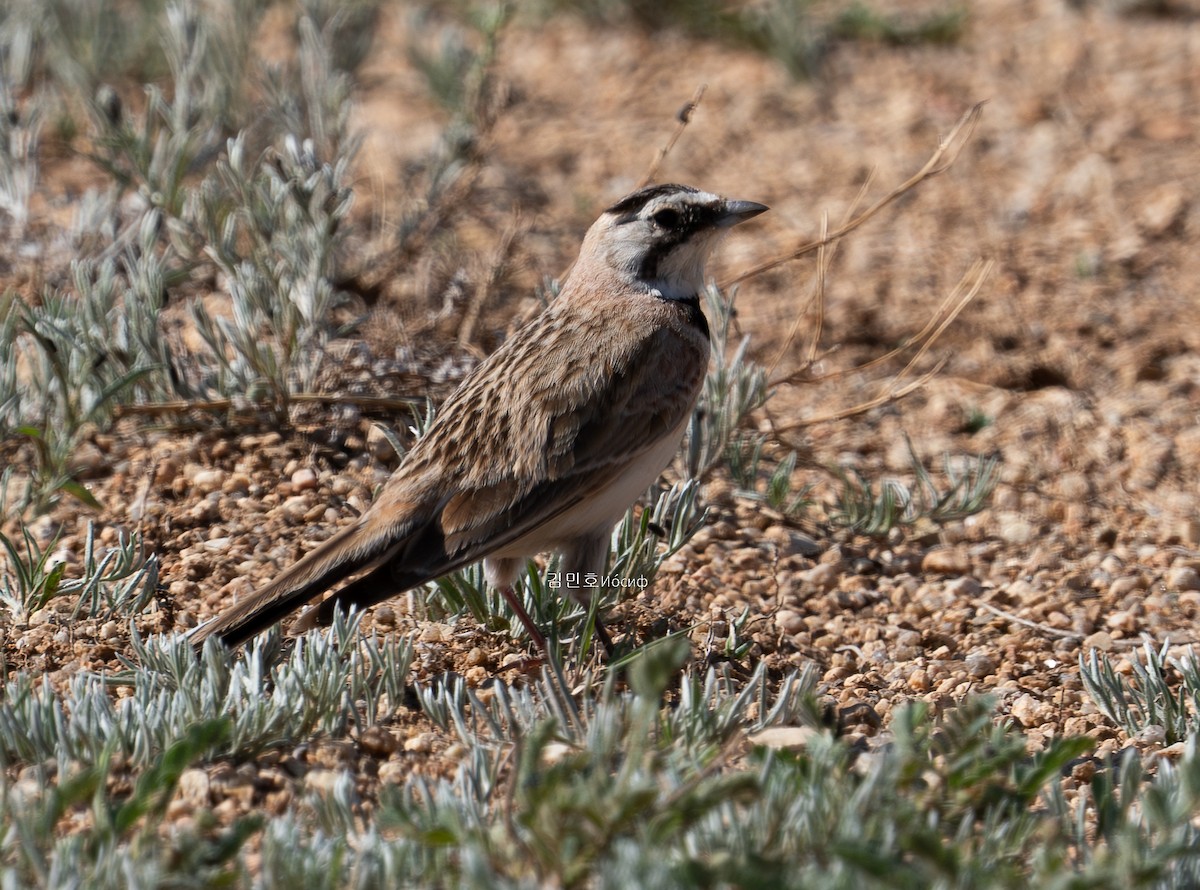 Horned Lark - ML620823916