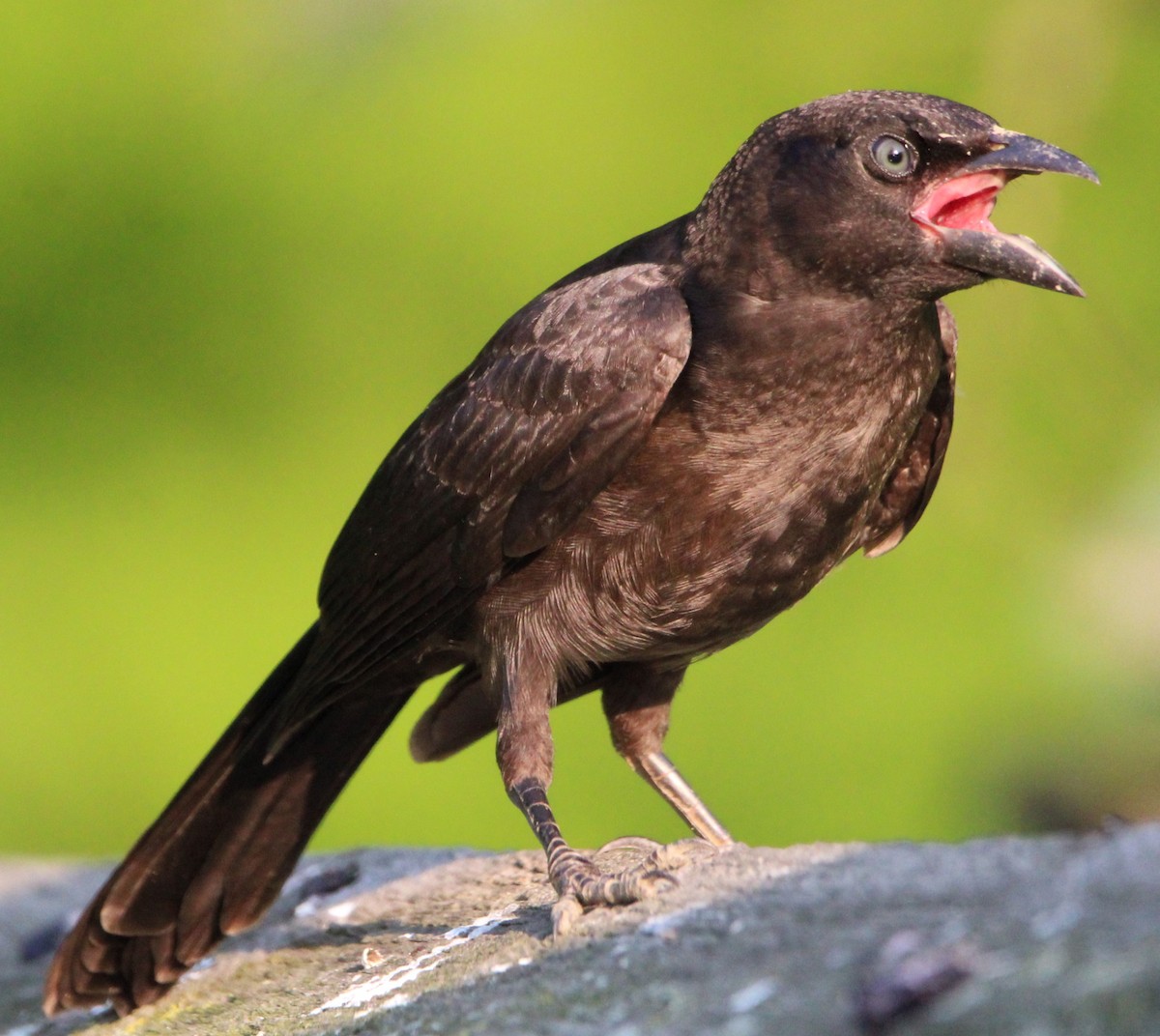 Common Grackle - ML620823918