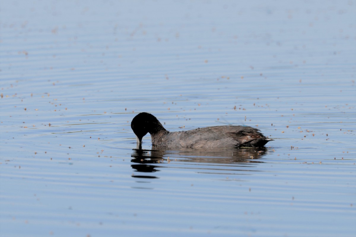 American Coot (Red-shielded) - ML620823919