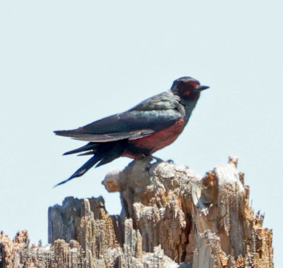 Lewis's Woodpecker - ML620823922