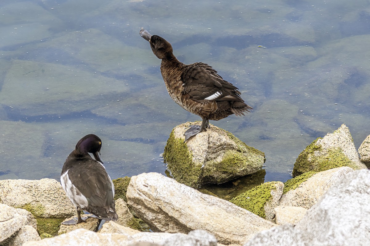 Tufted Duck - ML620823923