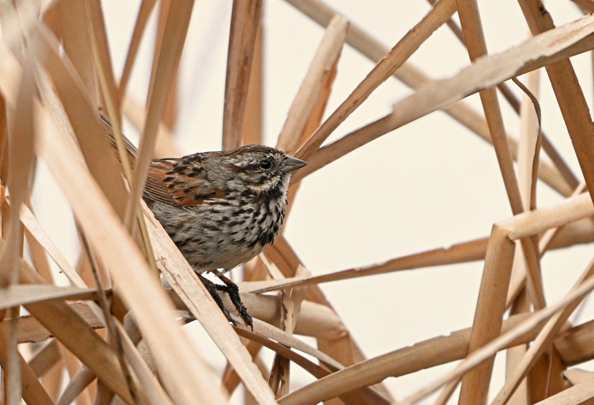 Song Sparrow - ML620823926