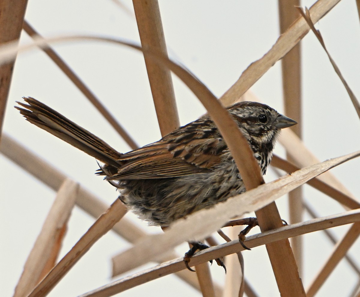 Song Sparrow - ML620823927