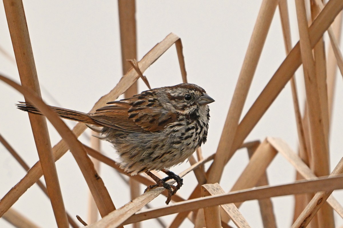 Song Sparrow - ML620823928