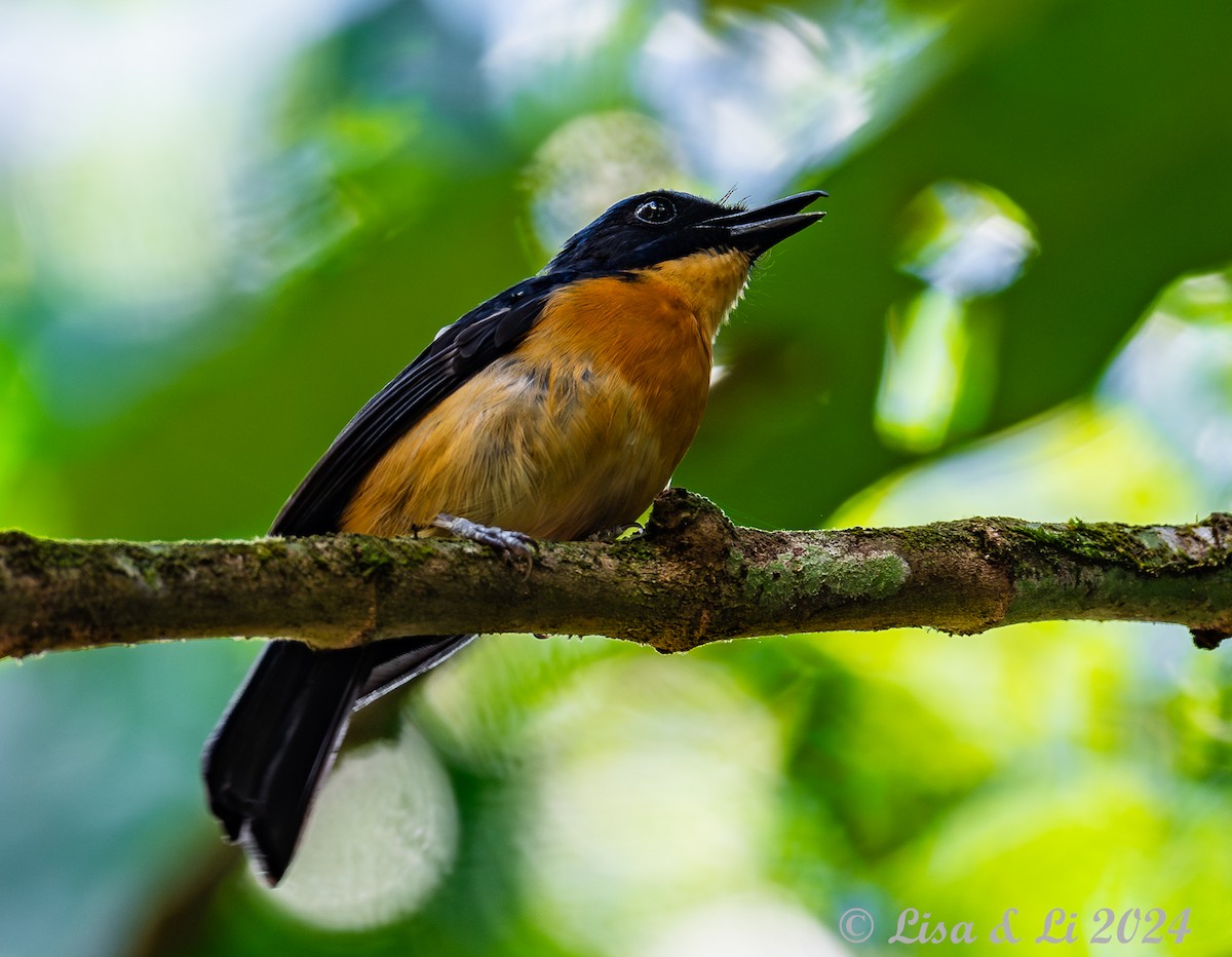 Bornean Blue Flycatcher - ML620823933