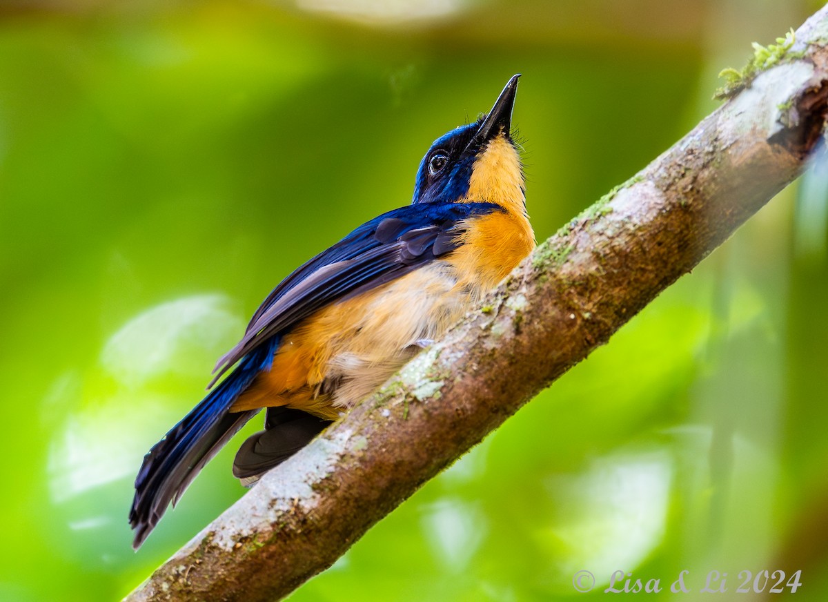 Bornean Blue Flycatcher - ML620823934