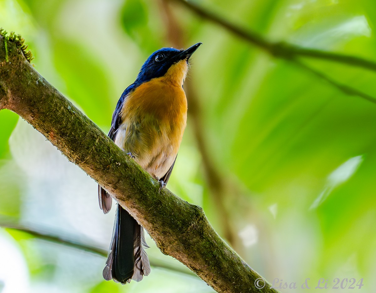 Bornean Blue Flycatcher - ML620823935