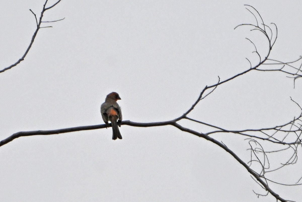 House Finch - ML620823936