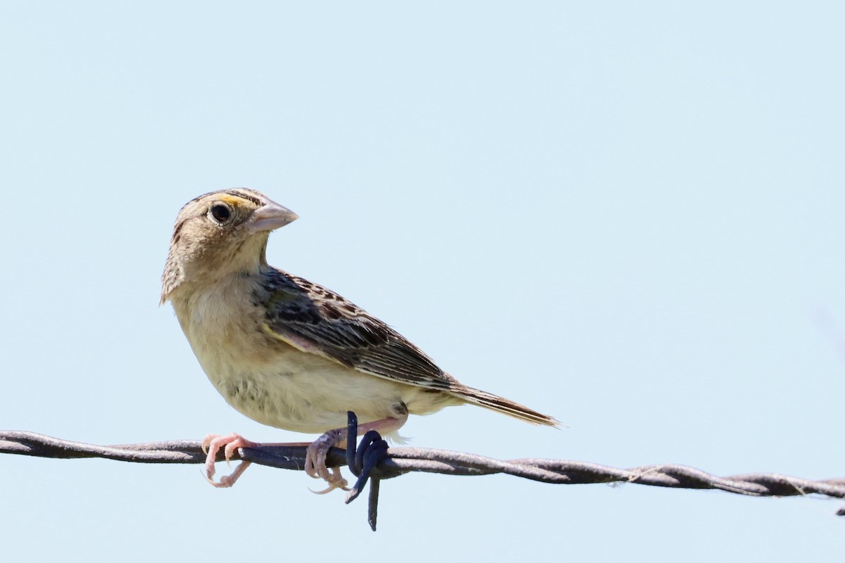 Grasshopper Sparrow - ML620823944
