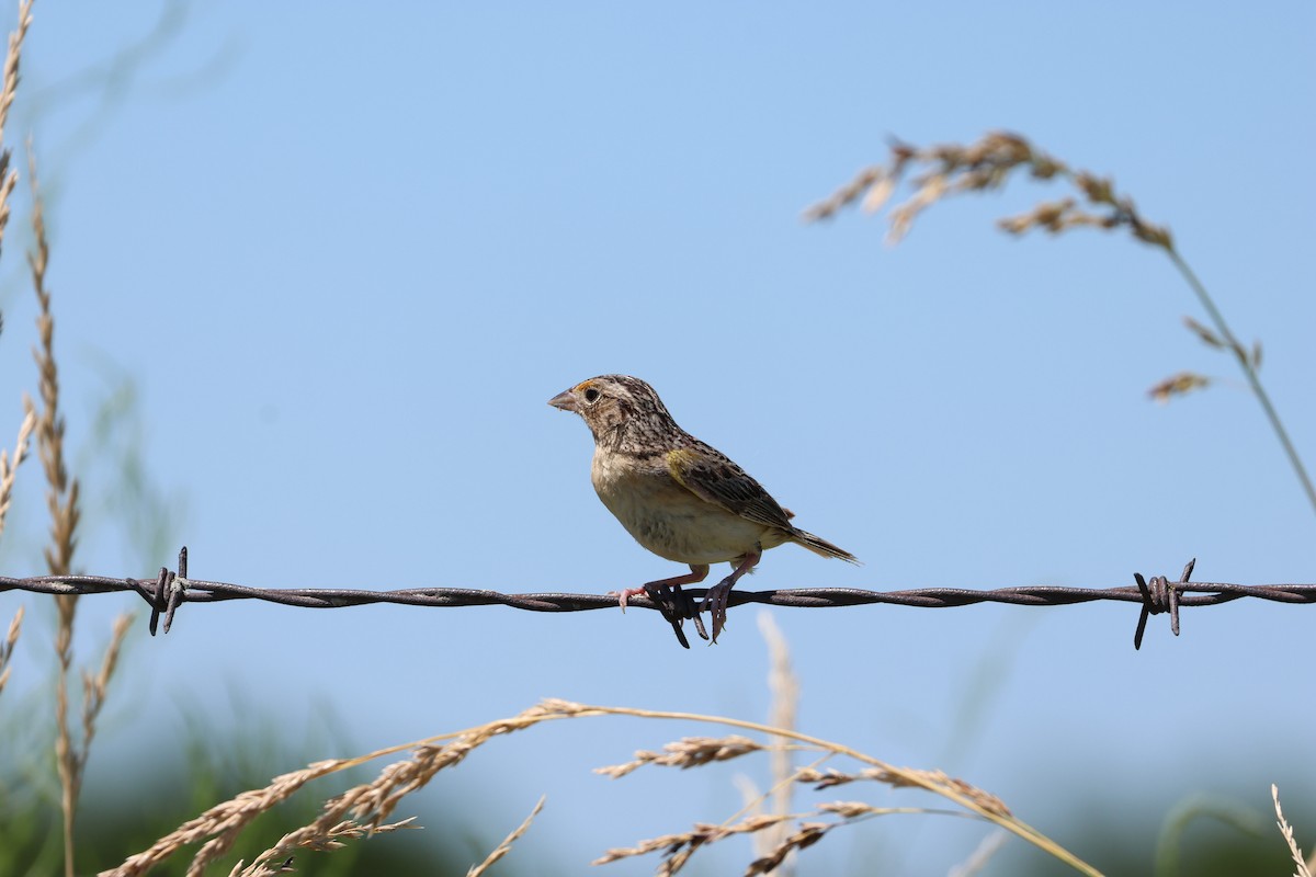 Grasshopper Sparrow - ML620823945