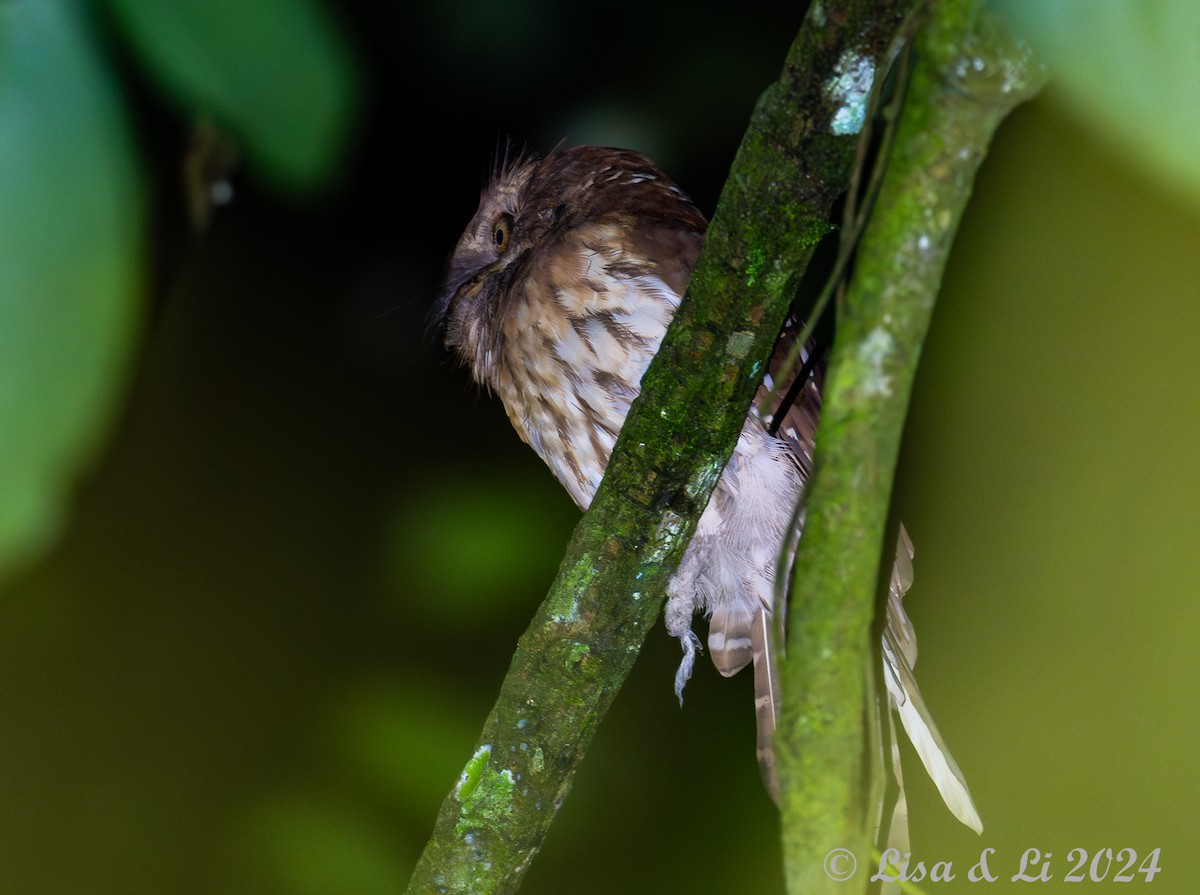 Gould's Frogmouth - ML620823948