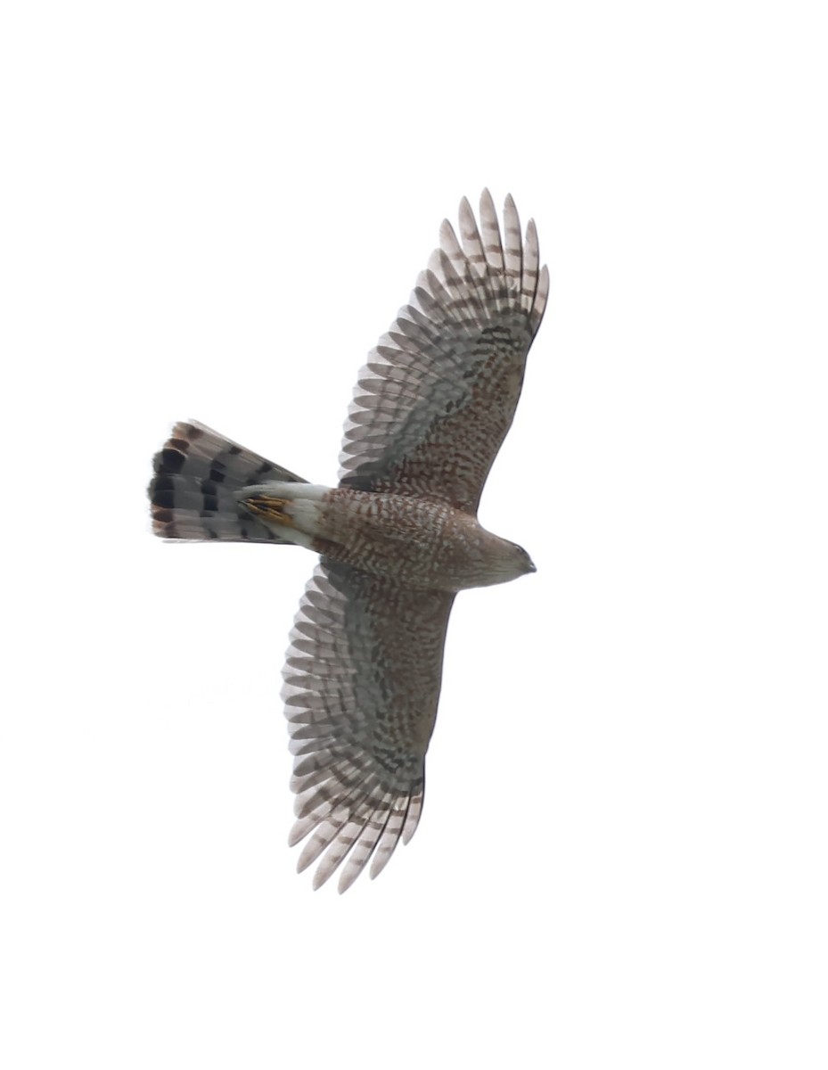 Sharp-shinned Hawk - ML620823950