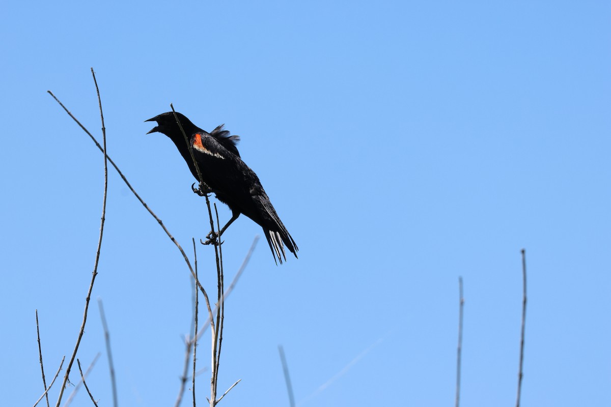 Red-winged Blackbird - ML620823952