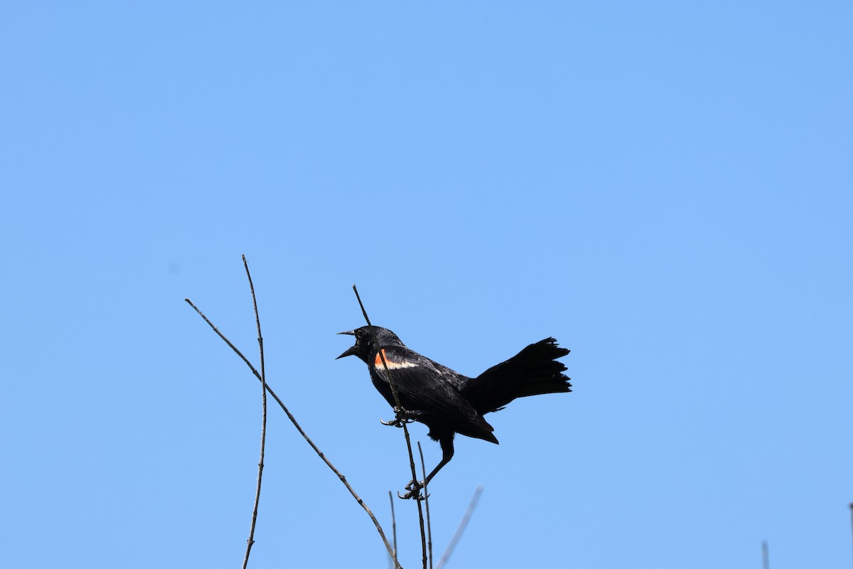 Red-winged Blackbird - ML620823953