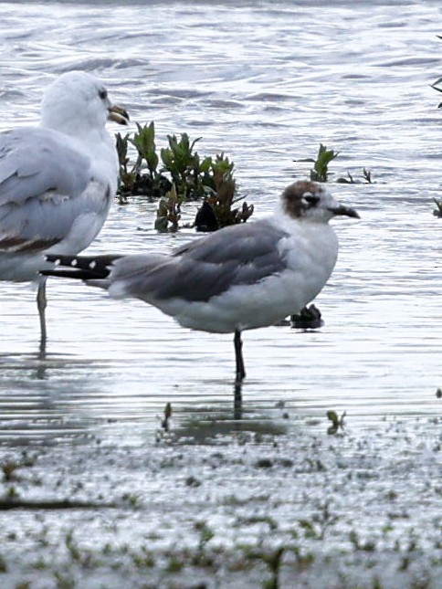 Franklin's Gull - ML620823955