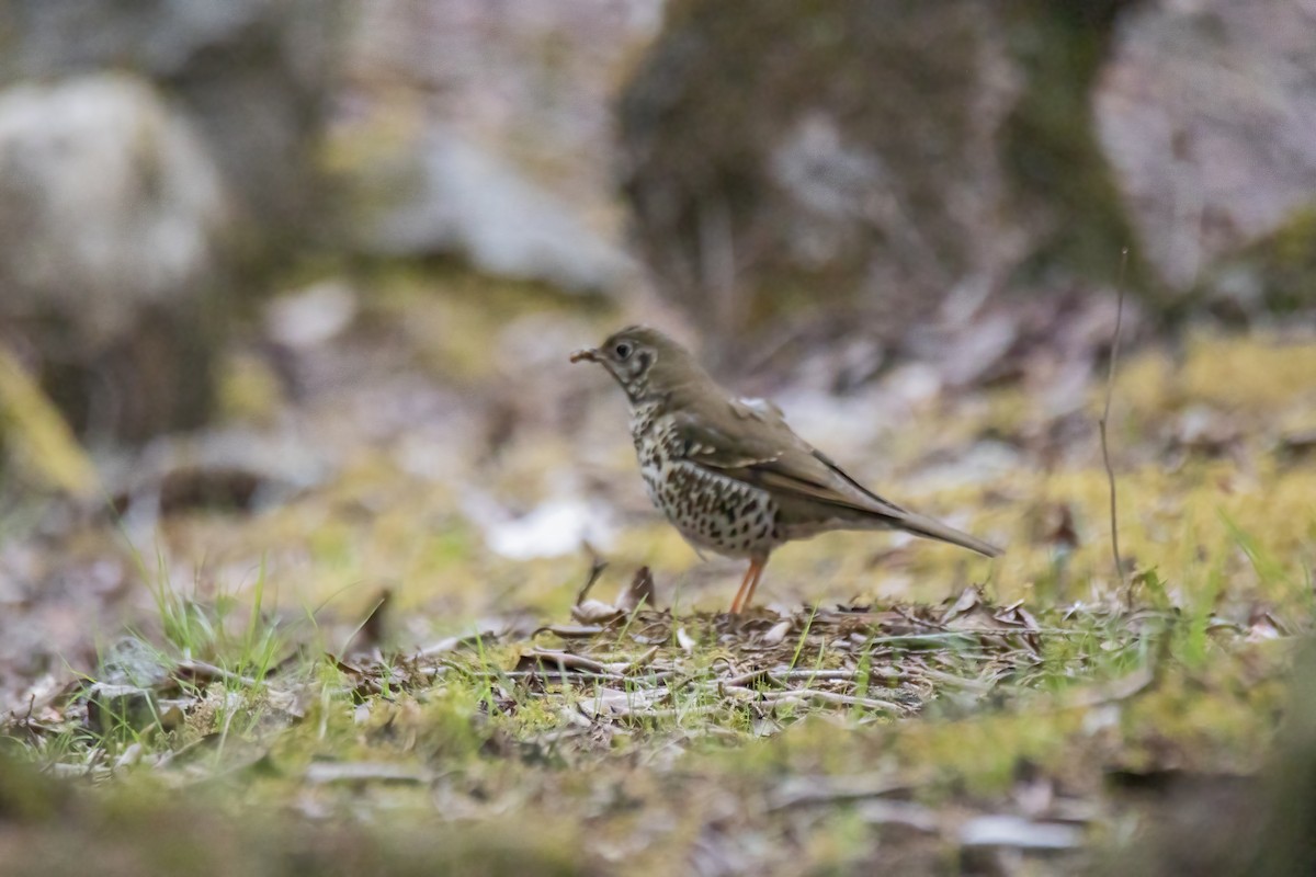 Alpine Thrush - ML620823956