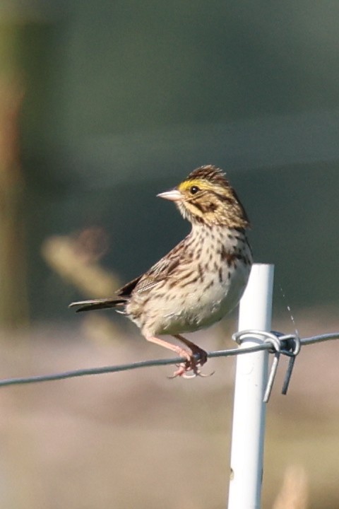 Savannah Sparrow - ML620823957