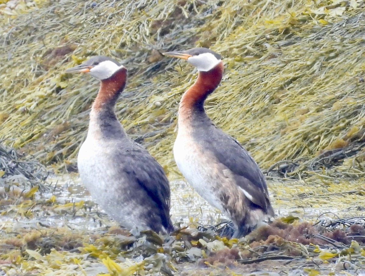 Red-necked Grebe - ML620823961