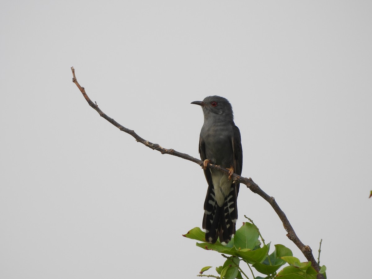 Gray-bellied Cuckoo - ML620823962