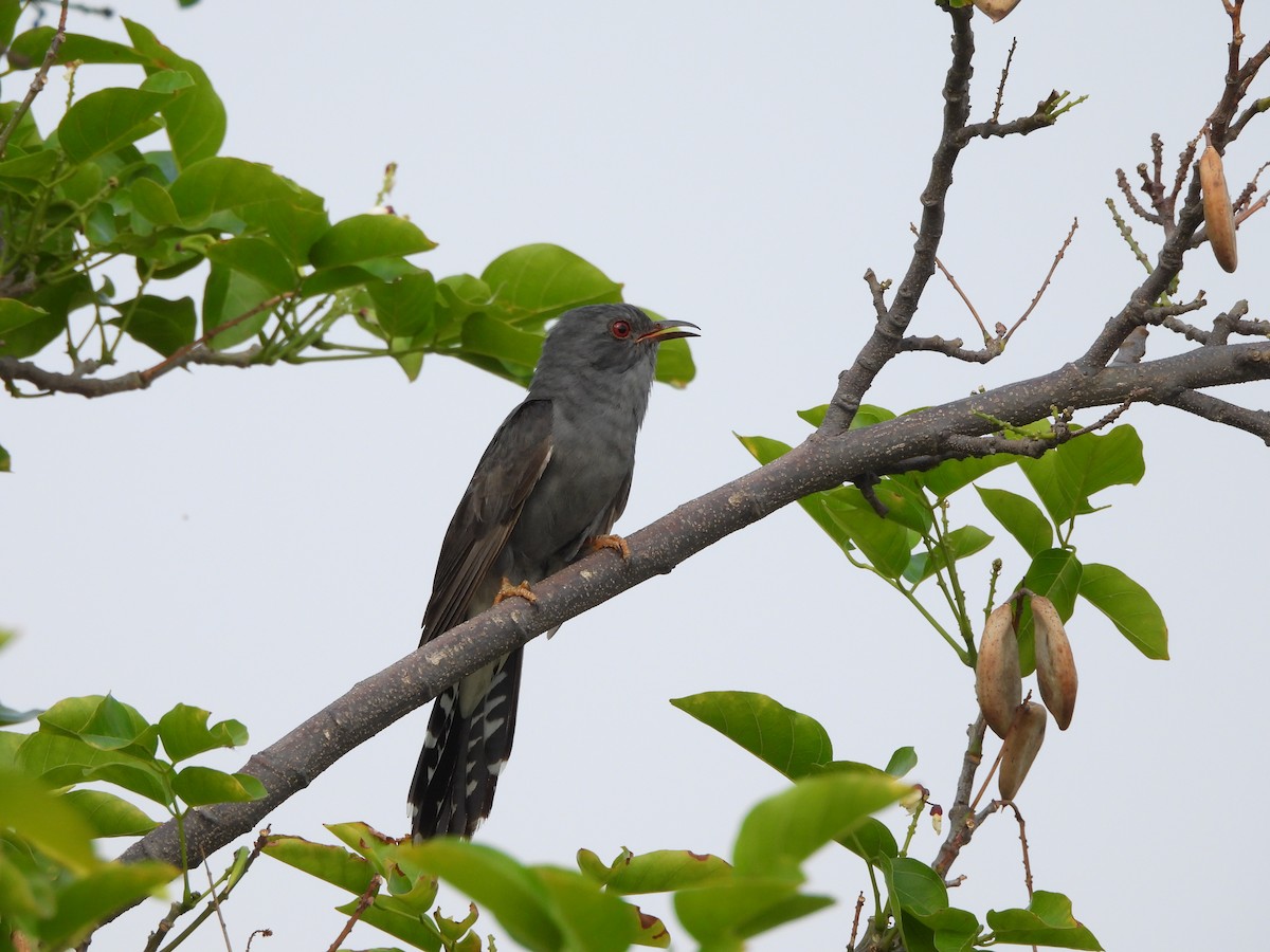 Gray-bellied Cuckoo - ML620823963