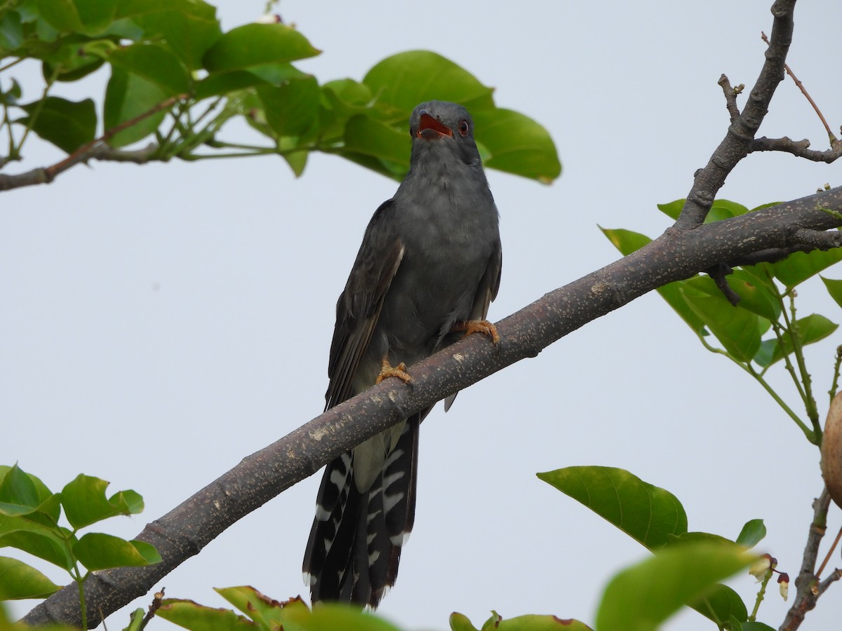 Gray-bellied Cuckoo - ML620823965