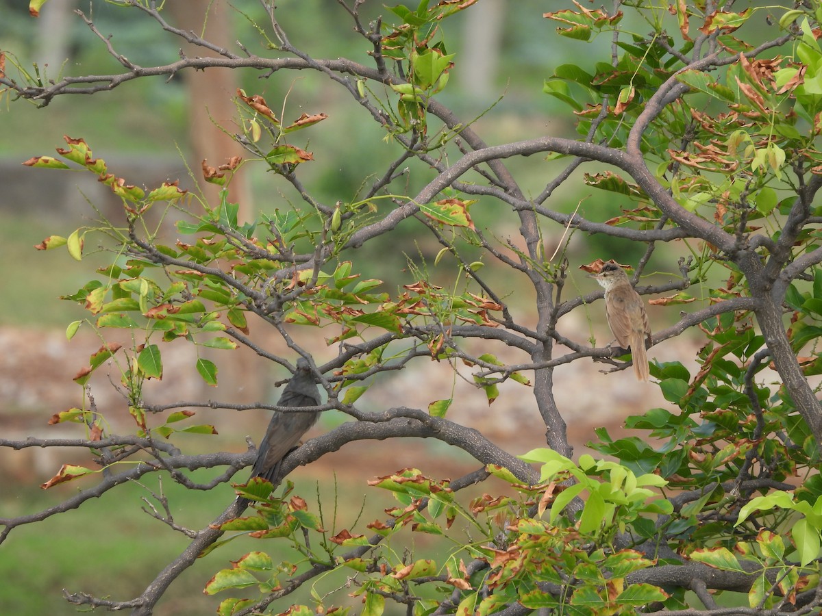 Gray-bellied Cuckoo - ML620823966