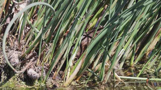 Virginia Rail - ML620823968