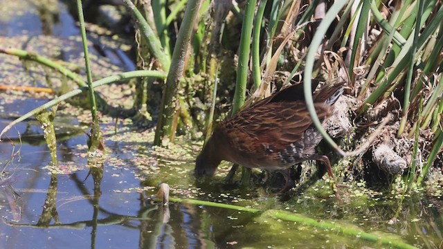 Virginia Rail - ML620823970