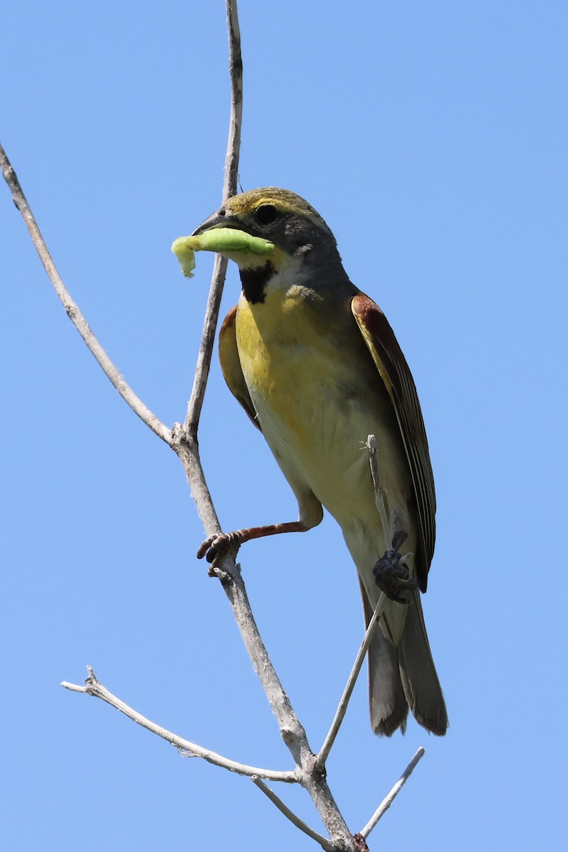 Dickcissel - ML620823971