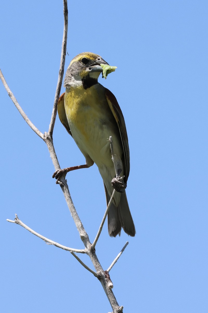 Dickcissel - ML620823972