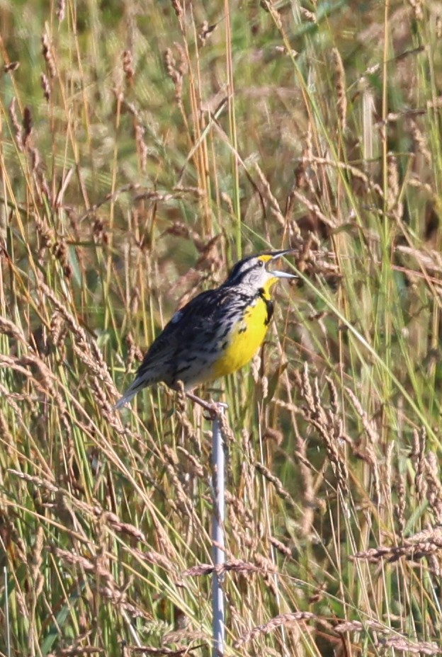 Eastern Meadowlark - ML620823974