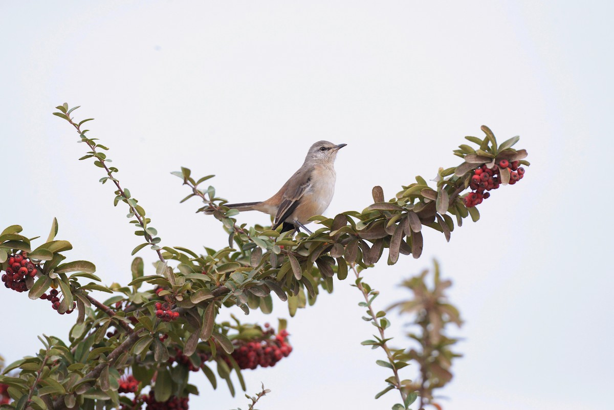 White-banded Mockingbird - ML620823975