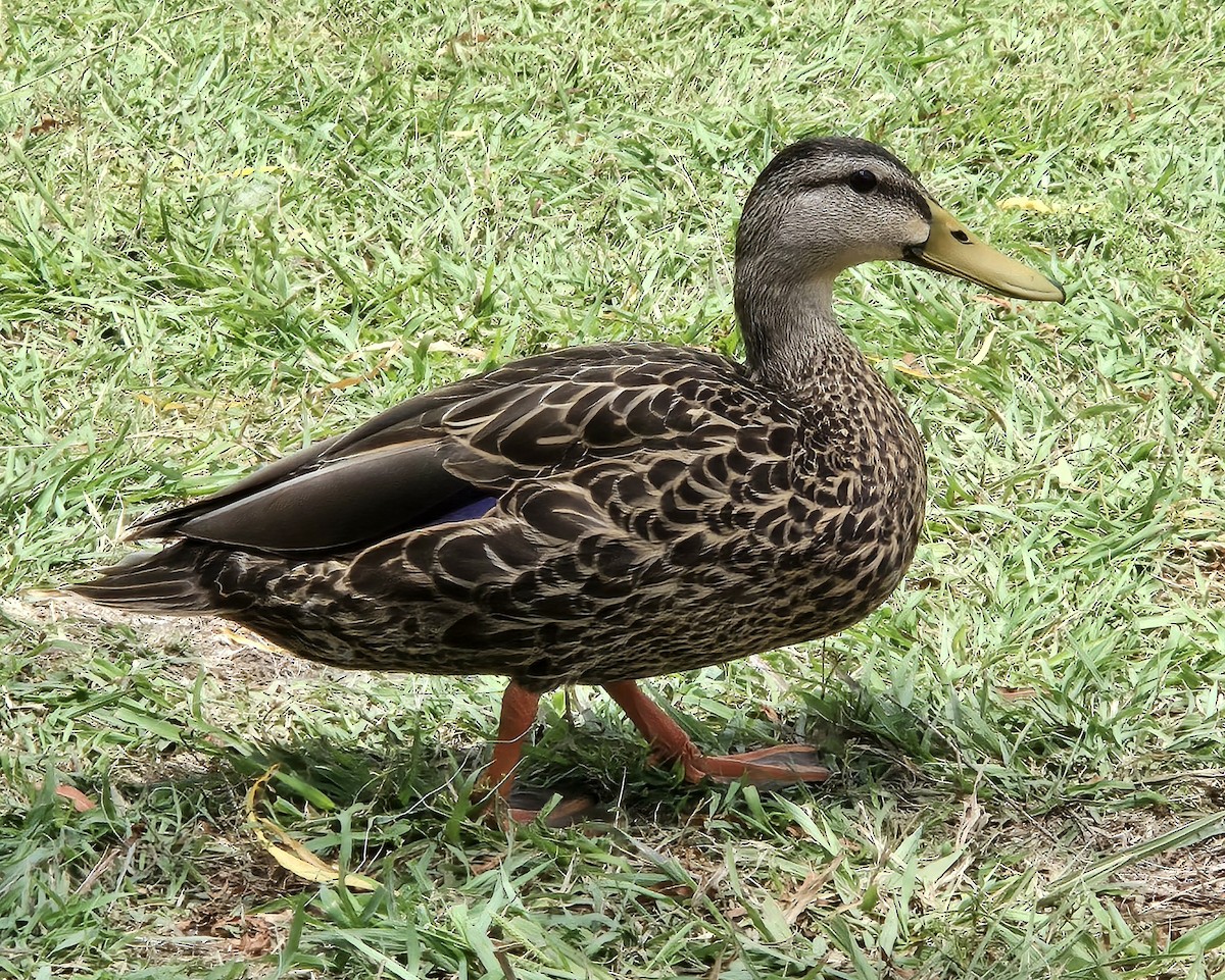 Mottled Duck (Gulf Coast) - ML620823976