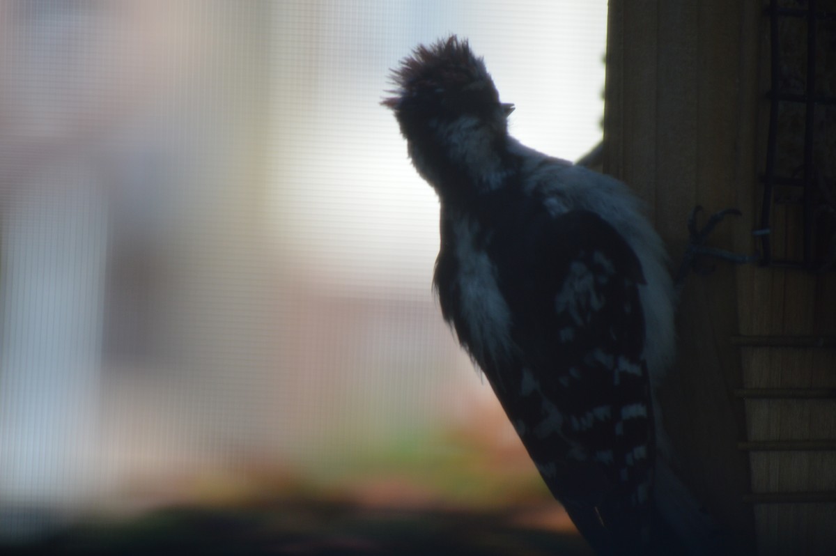 Downy Woodpecker - Christiana Wood