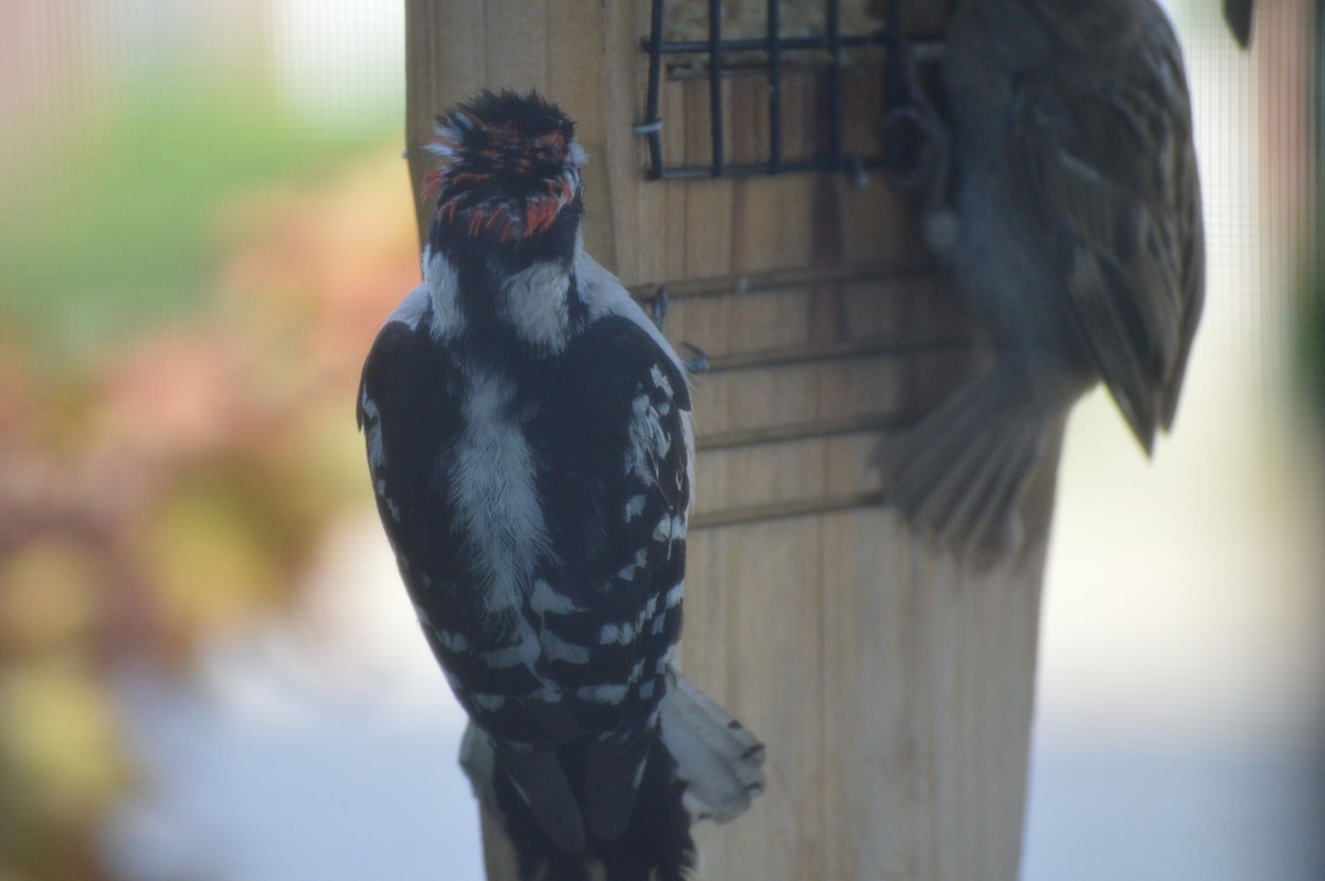 Downy Woodpecker - ML620823978