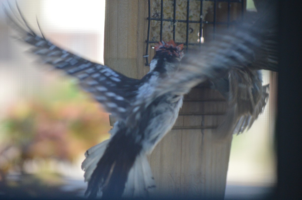 Downy Woodpecker - ML620823979