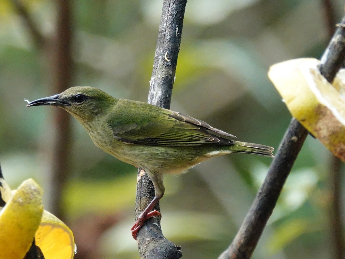 Red-legged Honeycreeper - ML620823981