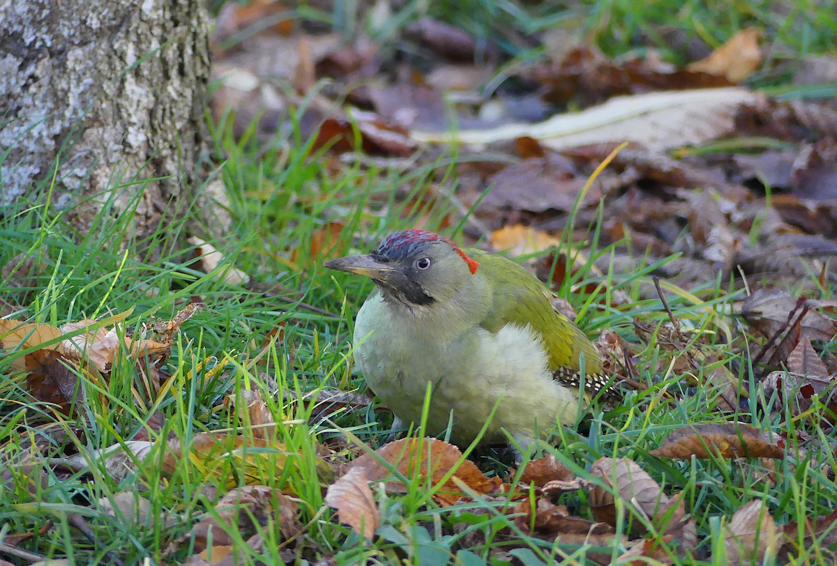 Iberian Green Woodpecker - ML620823984