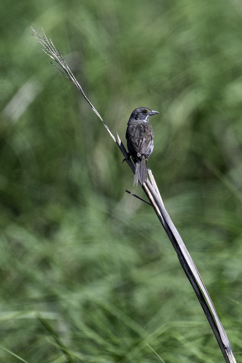 Seaside Sparrow - ML620823989