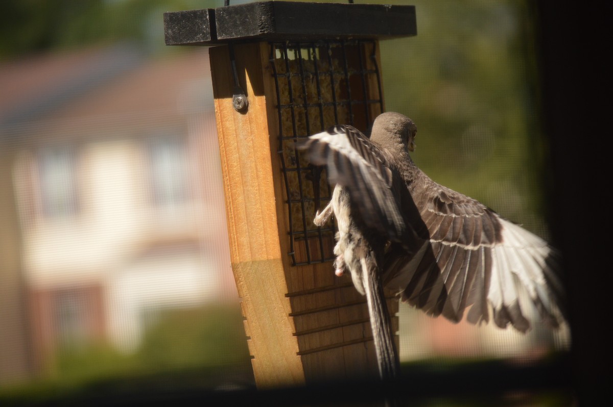 Northern Mockingbird - ML620823996